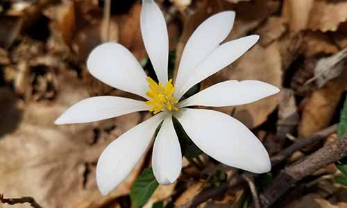 Sanguinaria canadensis bloodroot at White Clay Creek State Park